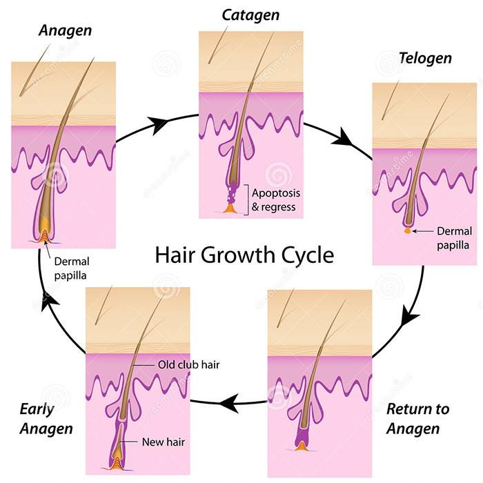 Hair Growth