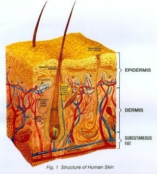 structure of human skin