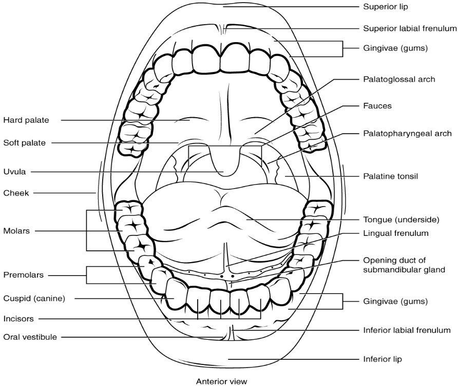 Laser Snoring Treatment 1